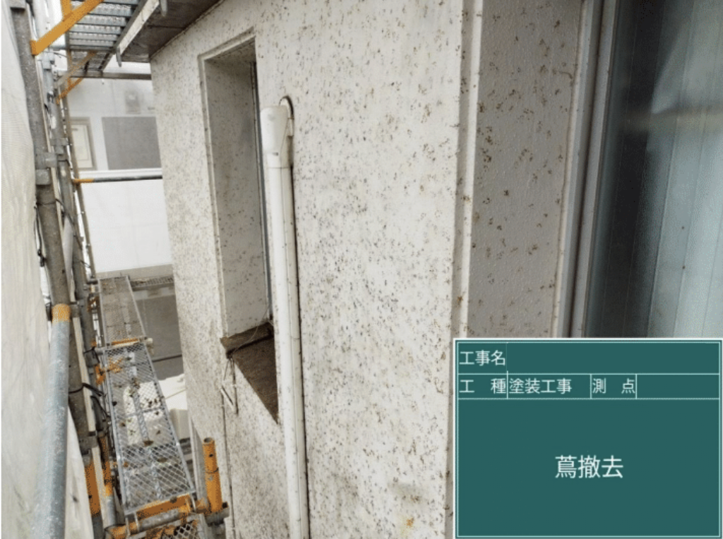 蔦除去完了